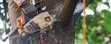 How Our Tree Care Process Works  in  One Loudoun, VA